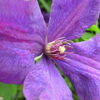 Clematis viticella 'Polish Spirit'