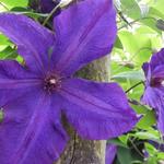 Clematis viticella 'Polish Spirit' - CLEMATIS 'POLISH SPIRIT' - Clematis viticella 'Polish Spirit'