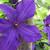 Clematis viticella 'Polish Spirit'