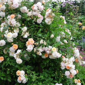 Rosa 'Ghislaine de Feligonde'