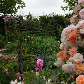 Rosa 'Ghislaine de Feligonde'