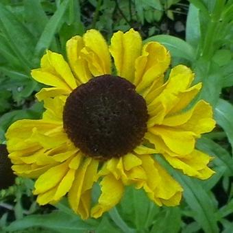 Helenium bigelovii 'The Bishop'