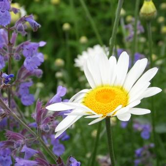 Anthemis x hybrida 'Sauce Hollandaise'