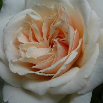 Rosa 'Penny Lane'