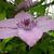 Clematis 'Hagley Hybrid'