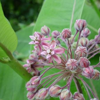 Asclepias syriaca