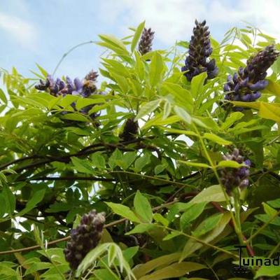 Wisteria frutescens 'Amethyst Falls' - 