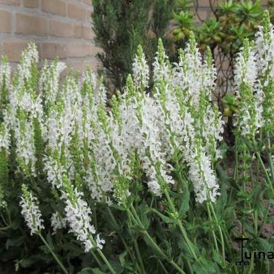 Salvia nemorosa 'Schneehügel' - Salvia nemorosa 'Schneehügel'