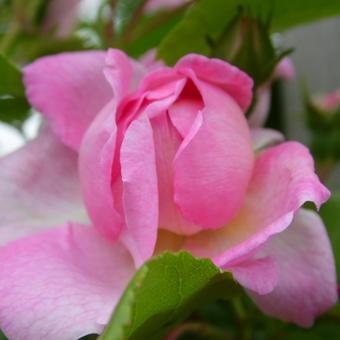 Rosa 'Jasmina'