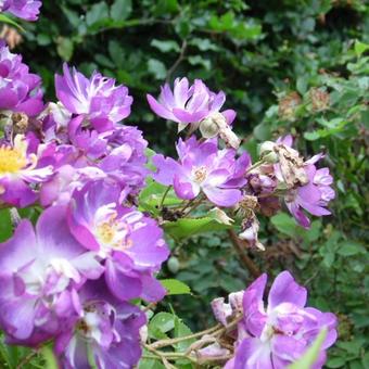 Rosa 'Veilchenblau'