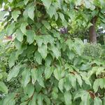 Actinidia deliciosa 'Ken's Red' - 