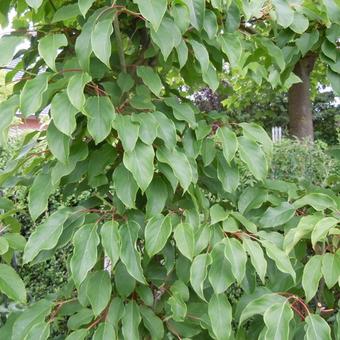 Actinidia deliciosa 'Ken's Red'