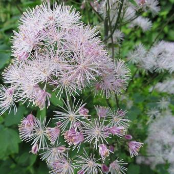 Thalictrum aquilegifolium 'Purpureum'