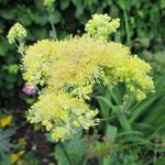 Thalictrum aquilegifolium 'Gold Lace' - 