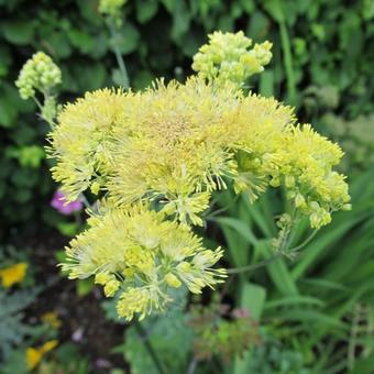 Thalictrum aquilegifolium 'Gold Lace'