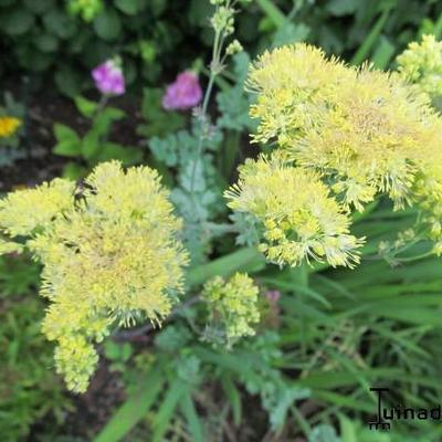 Thalictrum aquilegifolium 'Gold Lace' - 