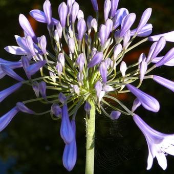 Agapanthus (Funnel group)