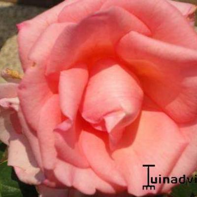 Rosa 'Flamingo'  - 