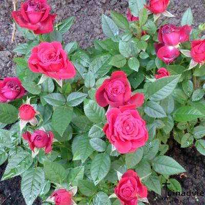 Rosa 'KORDANA' - 