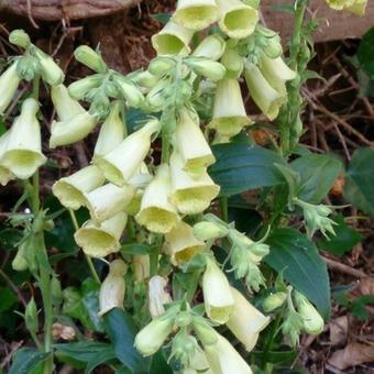 Digitalis grandiflora 'Creme Bell'