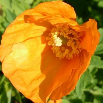 Papaver nudicaule