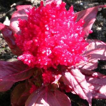 Celosia argentea