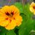 Tropaeolum majus