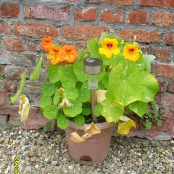 Tropaeolum majus