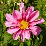 Dahlia 'Dionne' - 