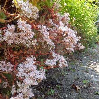 Sedum album 'Coral Carpet'