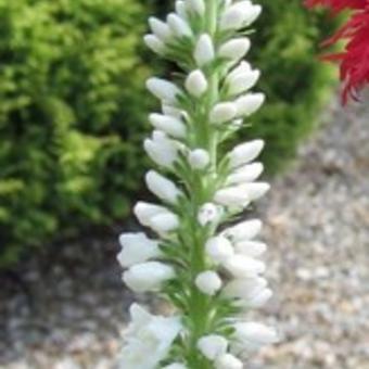 Veronica spicata 'Alba'