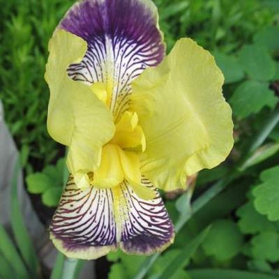 Iris germanica 'Nibelungen'