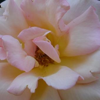 Rosa 'Compassion'