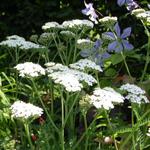 Achillée millefeuille - Achillea millefolium