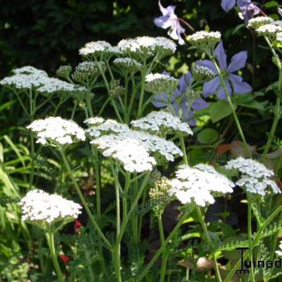 Gemeine Schafgarbe - Achillea millefolium