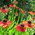 Helenium 'Moerheim Beauty'