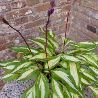 Hosta 'Cherry Berry' - 