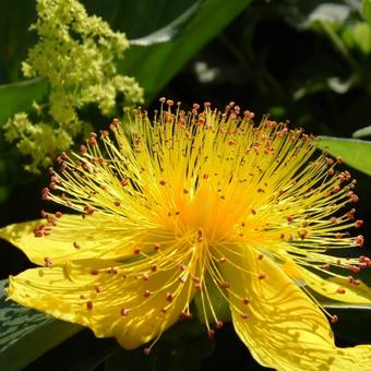 Hypericum calycinum