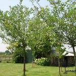 Salix caprea - Saule marsault