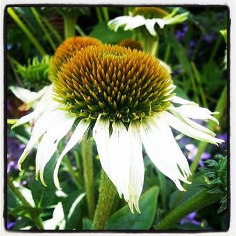 Echinacea purpurea 'White Swan'