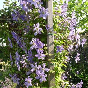 Clematis viticella 'Prince Charles'