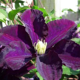 Clematis 'Warszawska Nike'