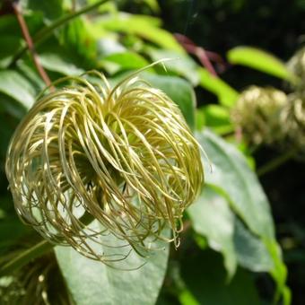 Clematis 'Lawsoniana'