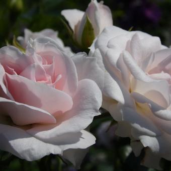 Rosa 'Aspirin-Rose'