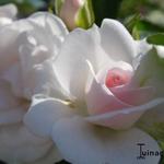 Rosa 'Aspirin-Rose' - 