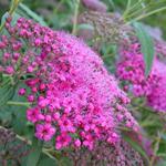 Spiraea japonica 'Anthony Waterer'