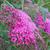 Spiraea japonica 'Anthony Waterer'