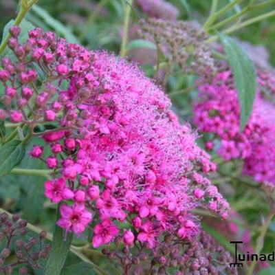 Spiraea japonica 'Anthony Waterer' - 