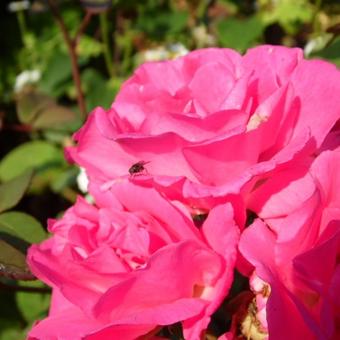 Rosa 'Zephirine Drouhin'