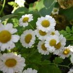 Tanacetum parthenium - Mutterkraut - Tanacetum parthenium